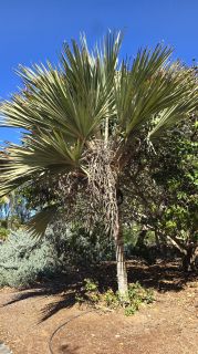 GC-Parque Botanico de Maspalomas 2025-085.jpg